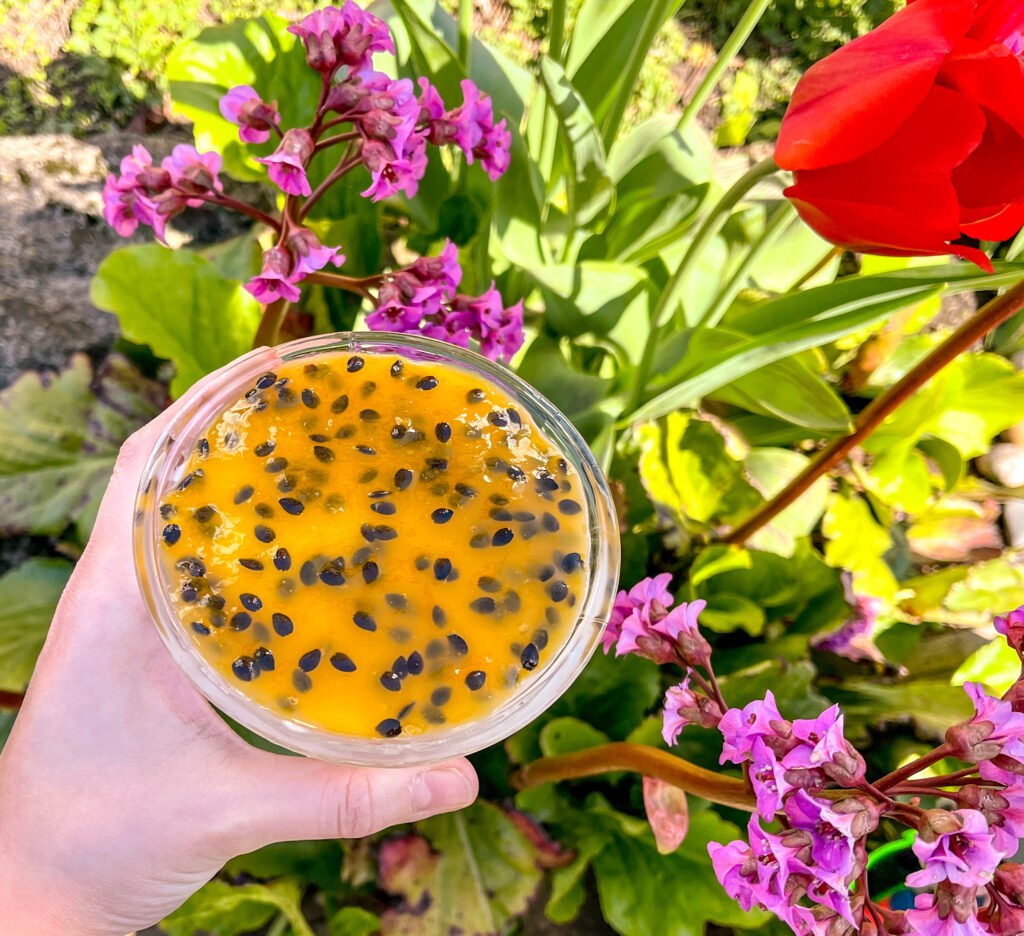 passion fruit mousse cup near beautiful and colorful flowers